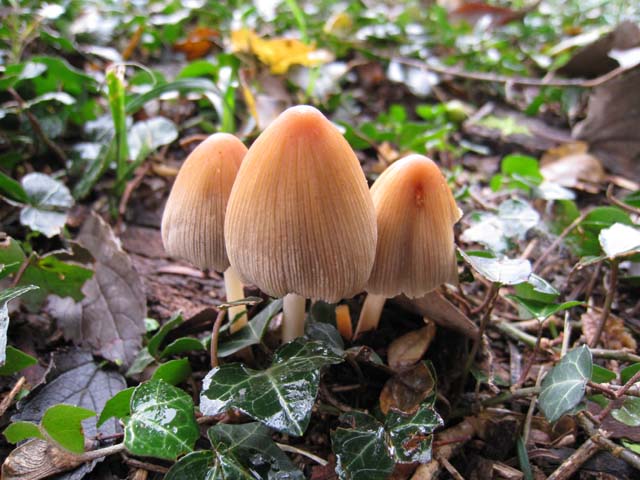 Il mio Parco